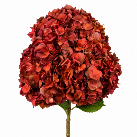 Hydrangea Bronze Merlot