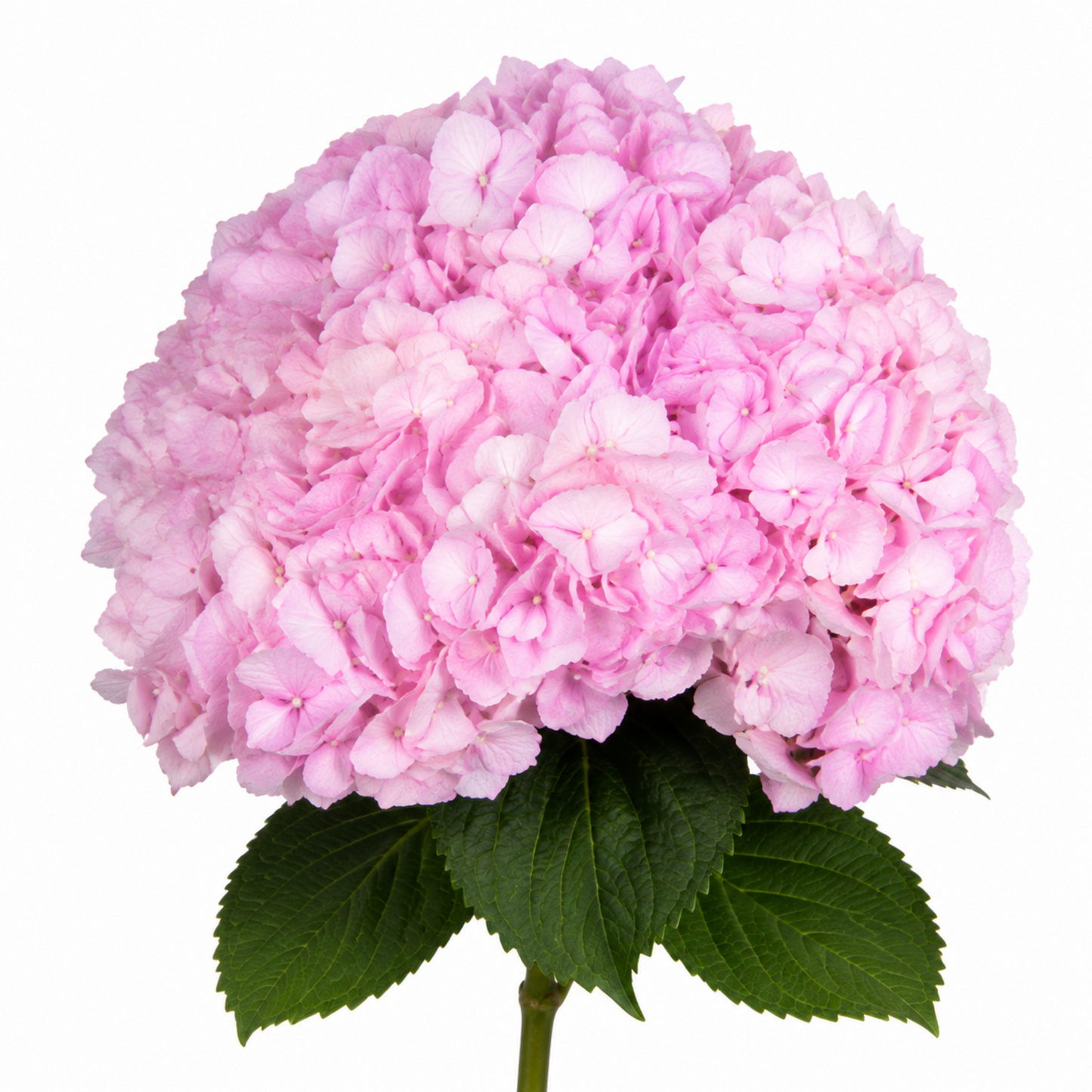 Hydrangea Buble Gum Pink