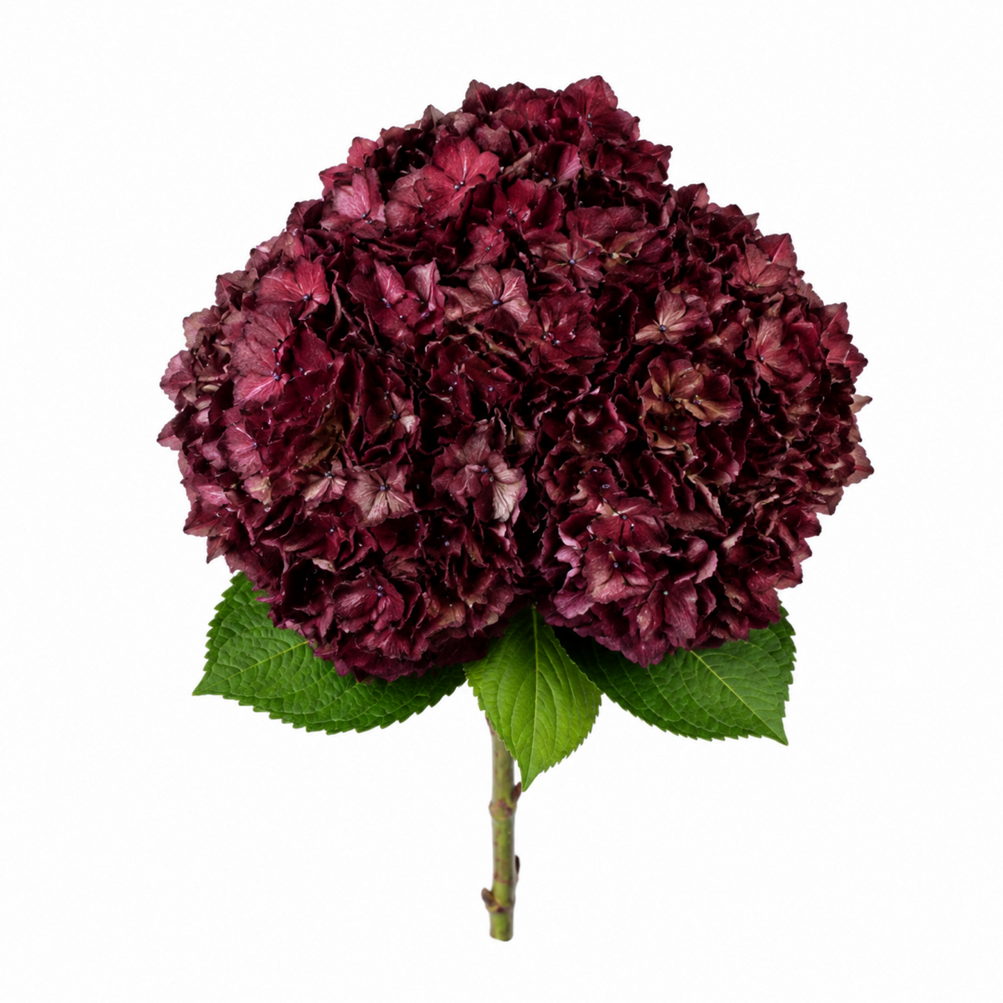 Hydrangea Burgundy