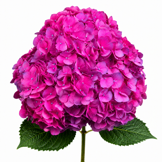 Hydrangea Caribbean Funchsia