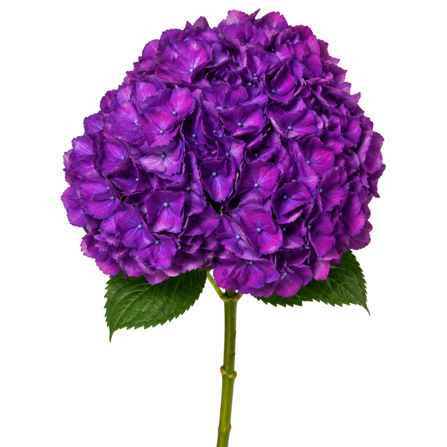 Hydrangea Cerise