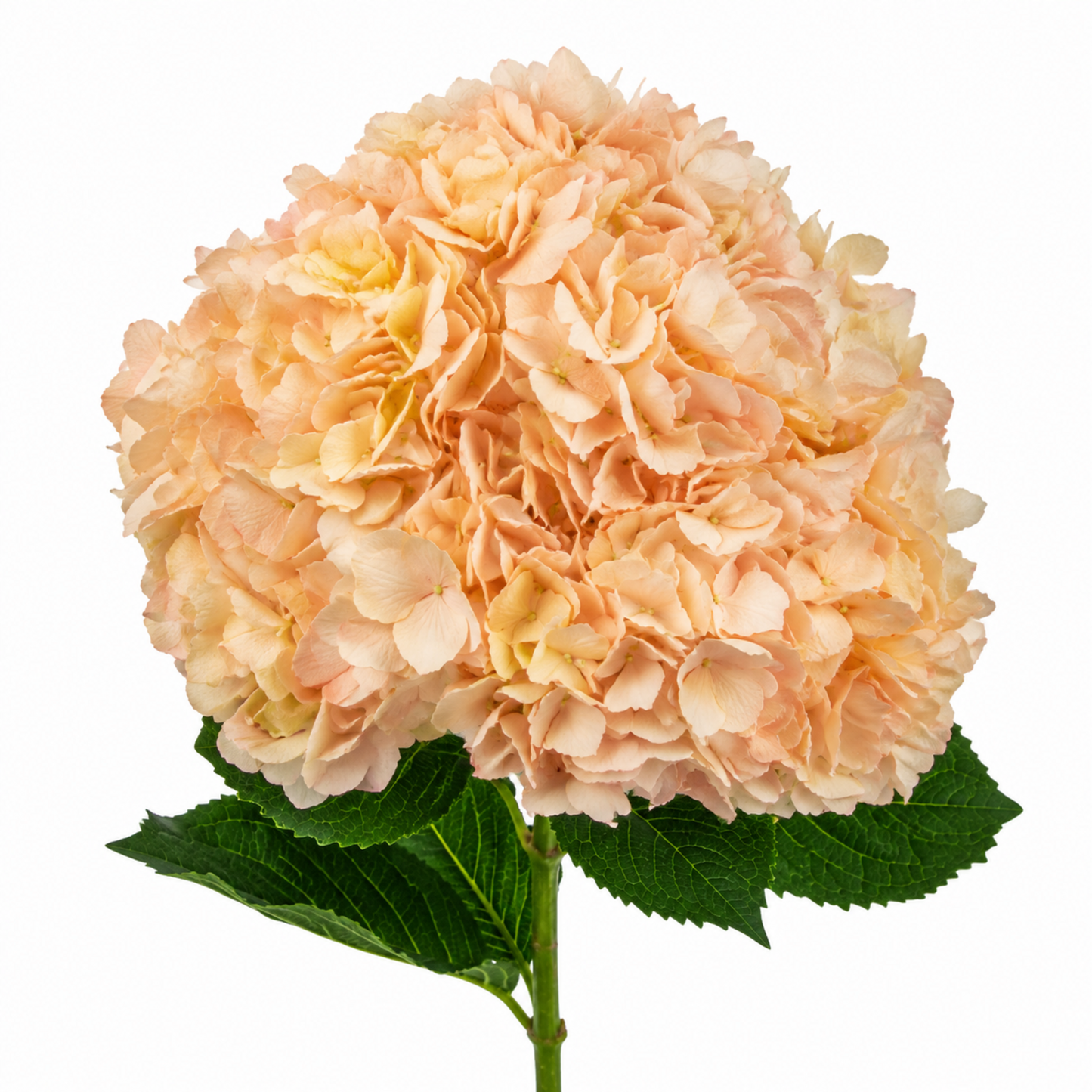 Hydrangea Coral Peach