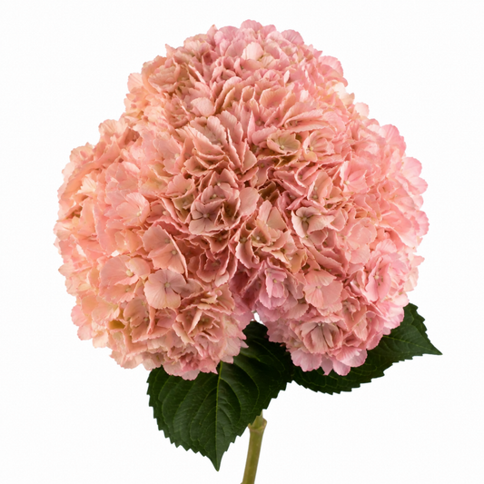 Hydrangea Cotton Pink