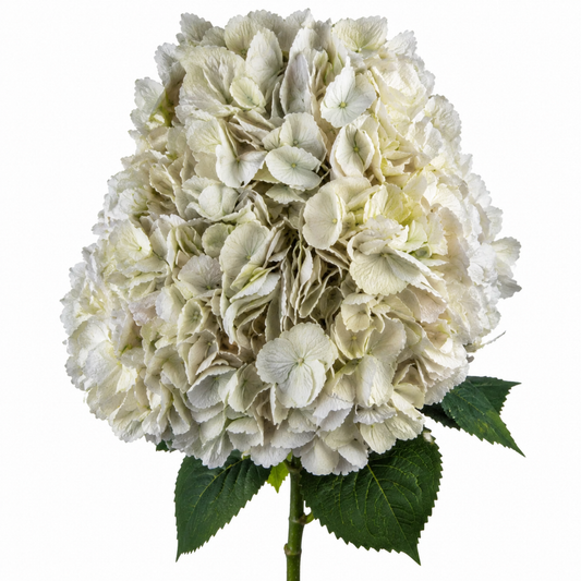 Hydrangea Dark Vanilla