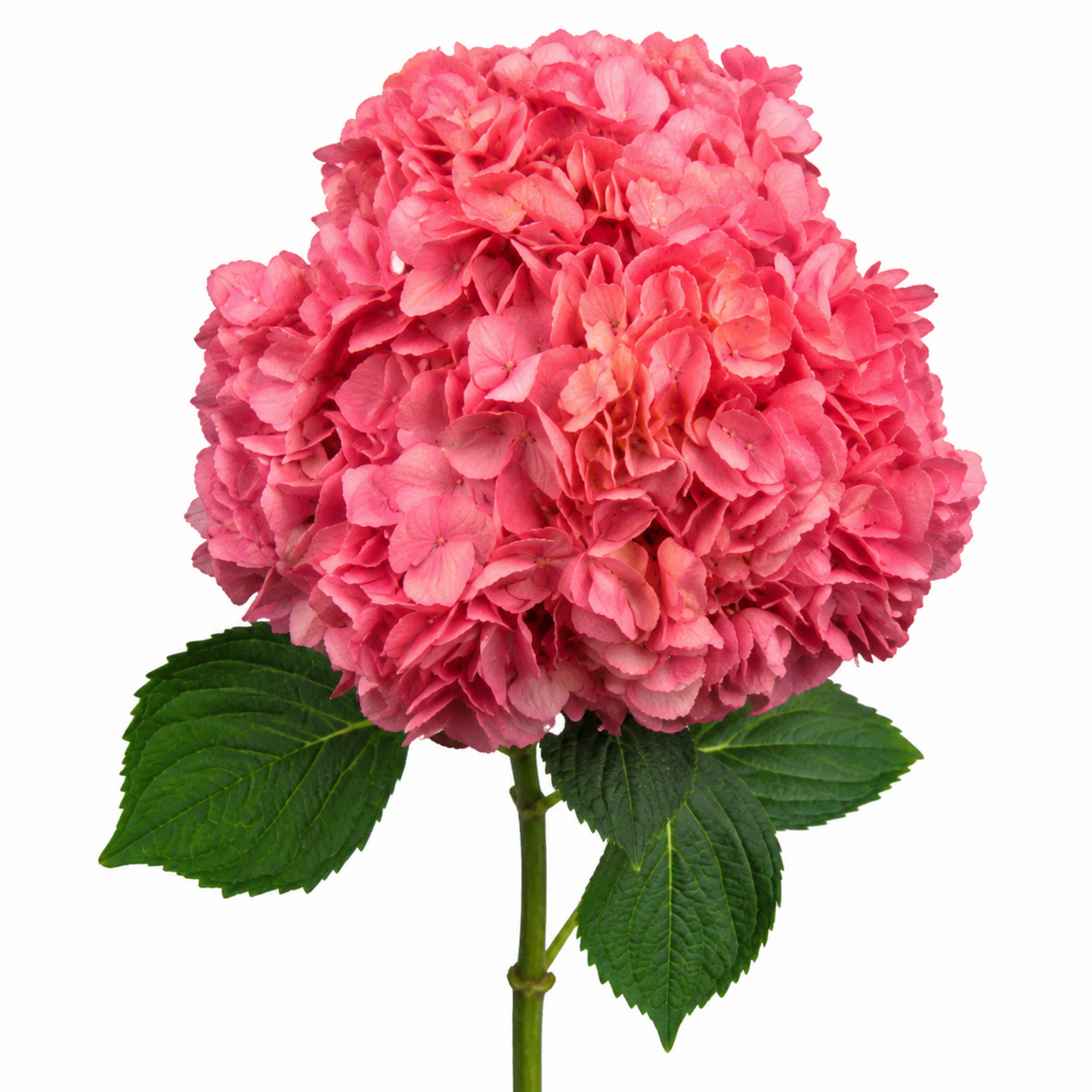 Hydrangea Dark pink