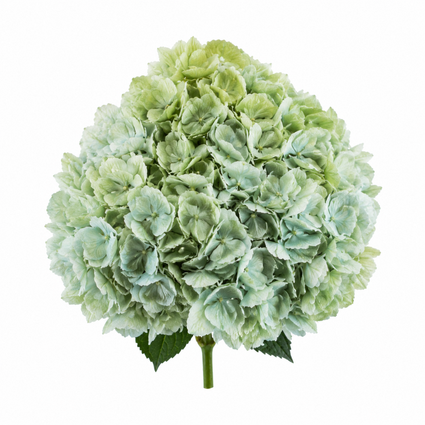 Hydrangea Deep Evergreen