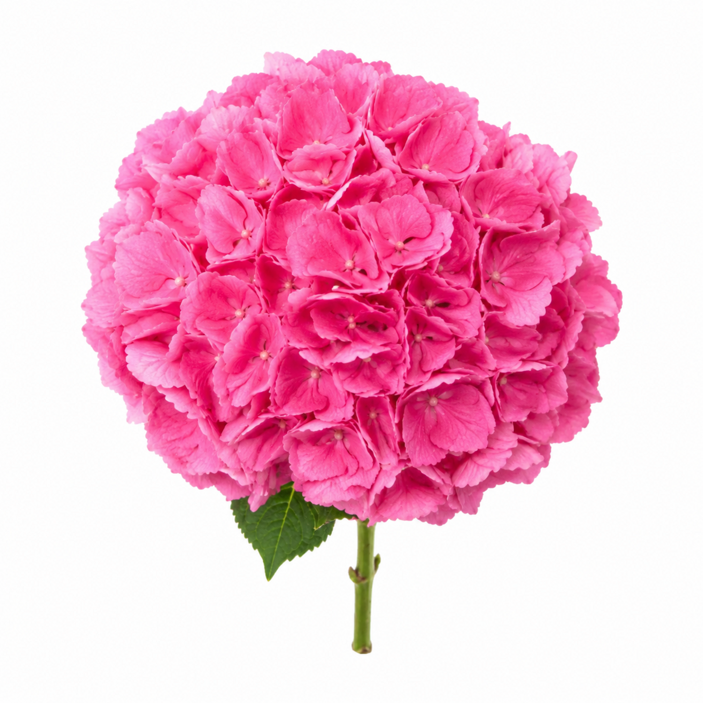 Hydrangea Emilia Pink Premium