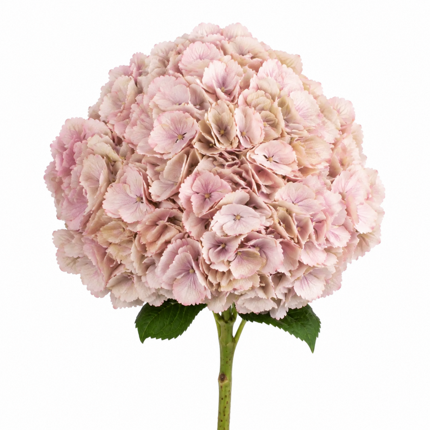 Hydrangea English Rose Pink