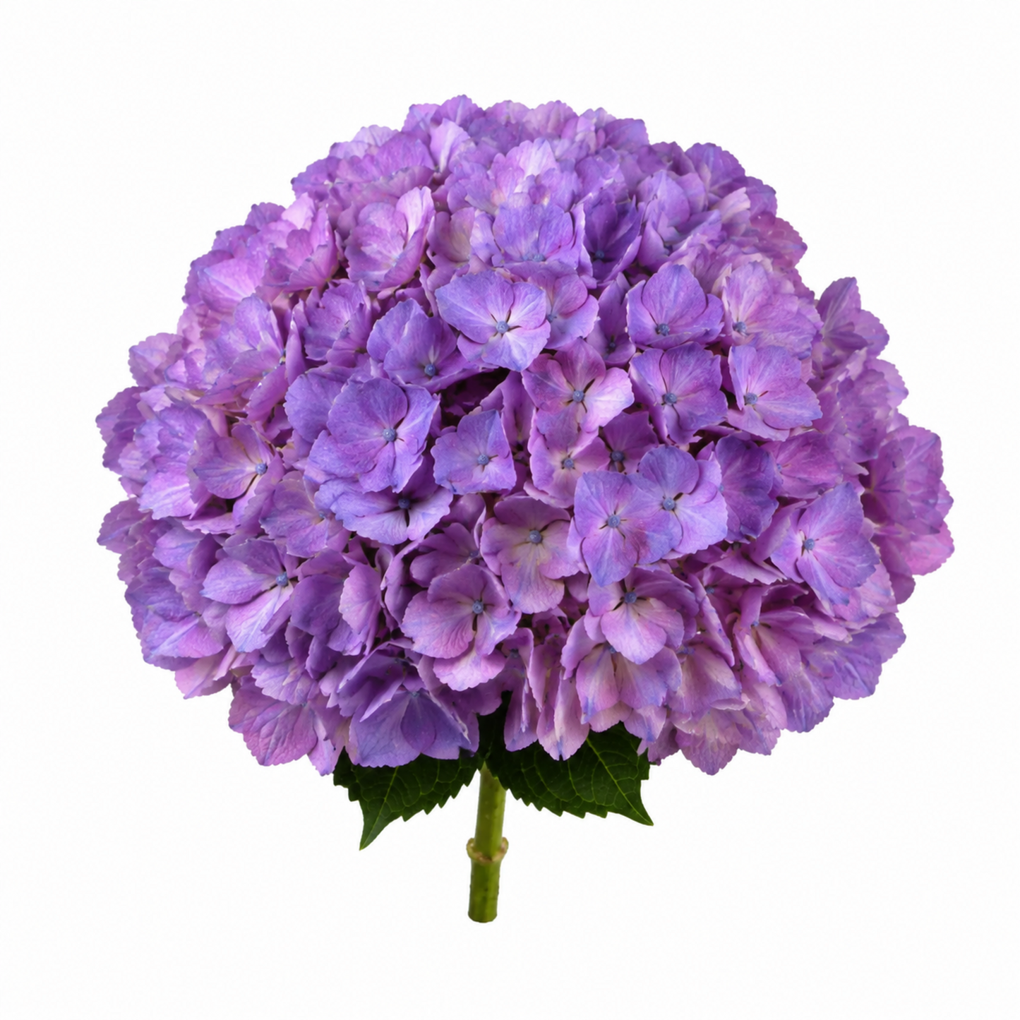 Hydrangea Fresh Lavender