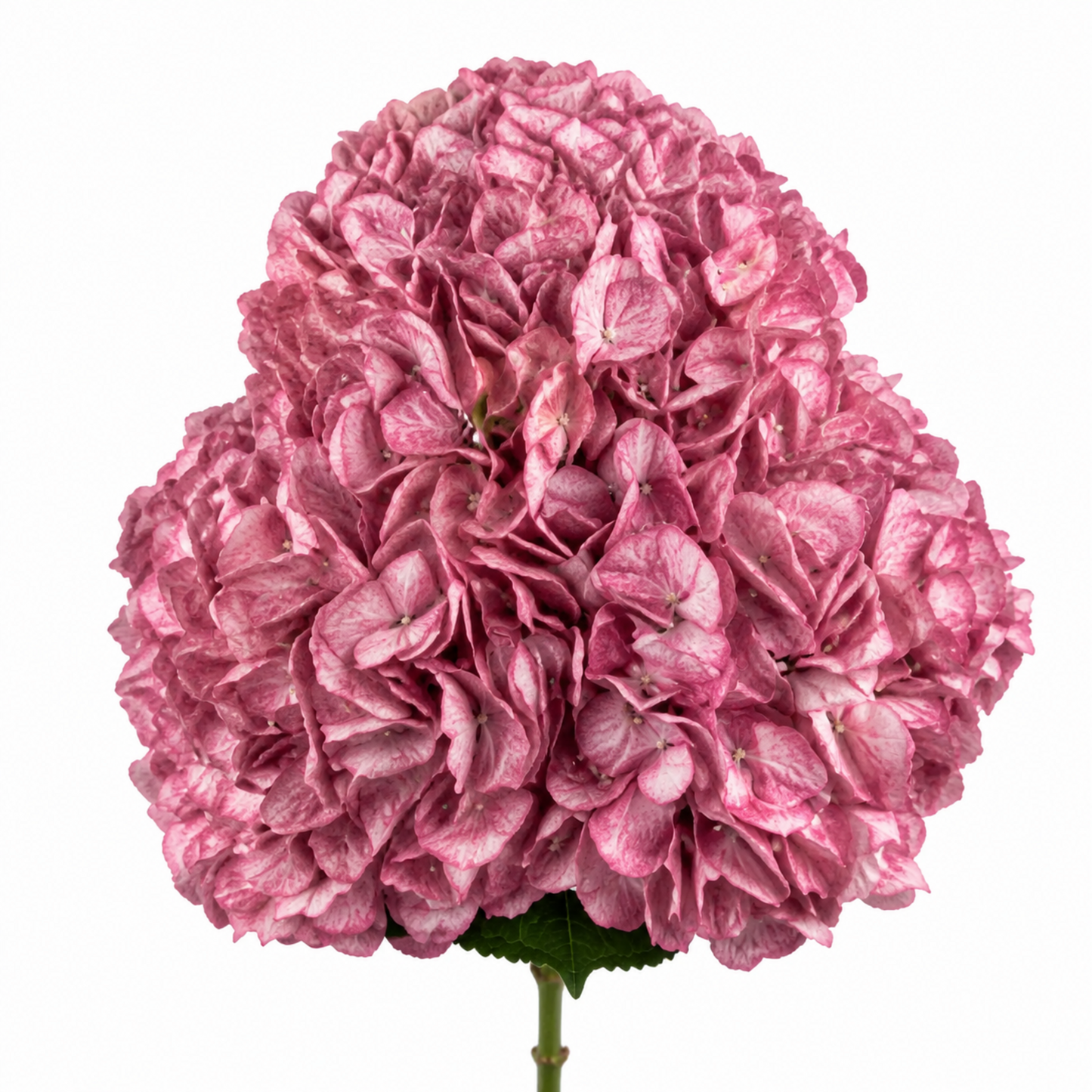 Hydrangea Frosted Rose