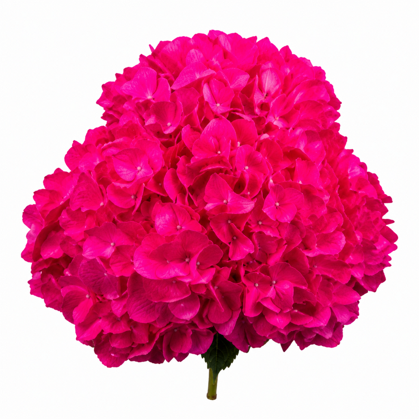 Hydrangea Fuchsia