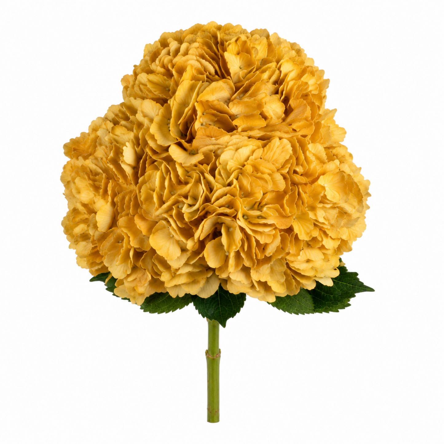 Hydrangea Golden Harvest