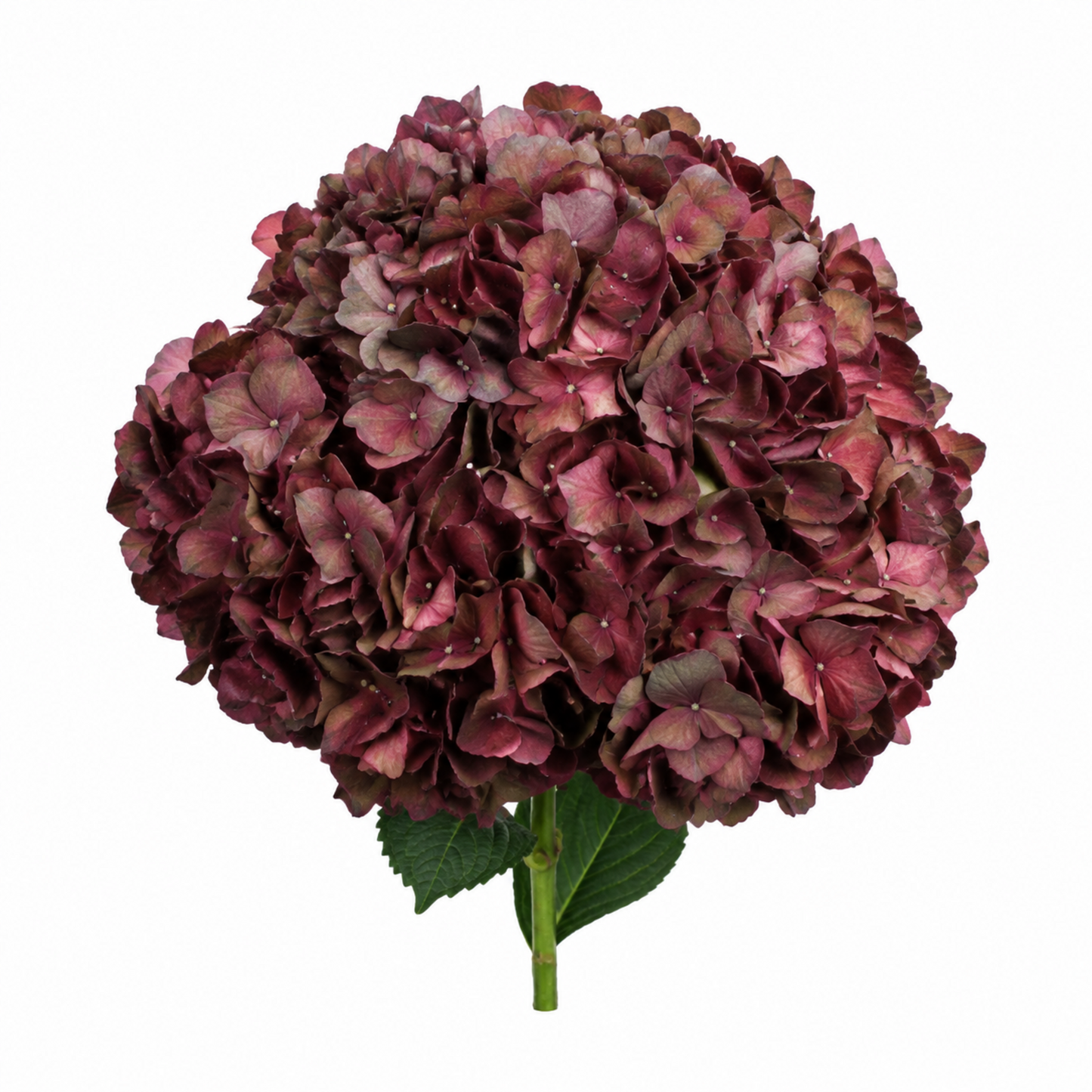 Hydrangea Granate Mocha