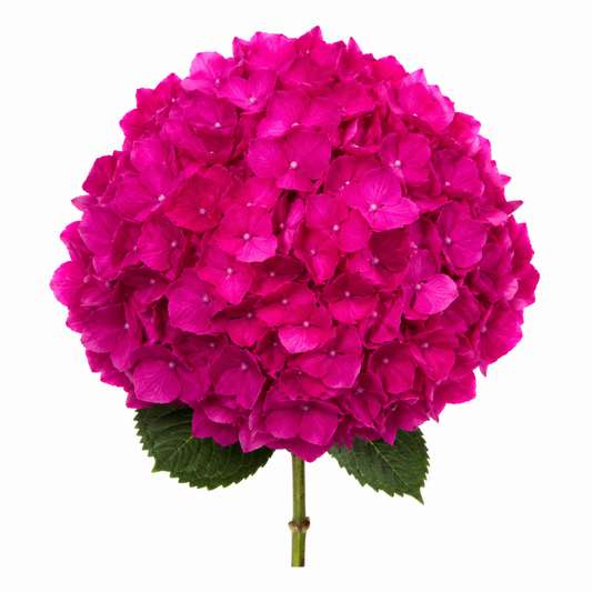 Hydrangea Hot Pink