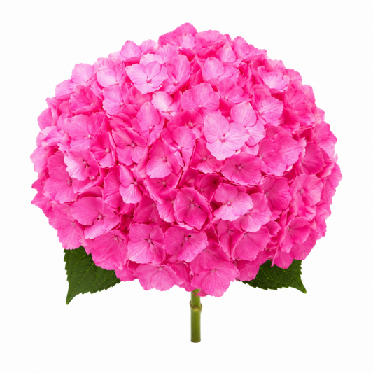 Hydrangea Hot Pink Abs