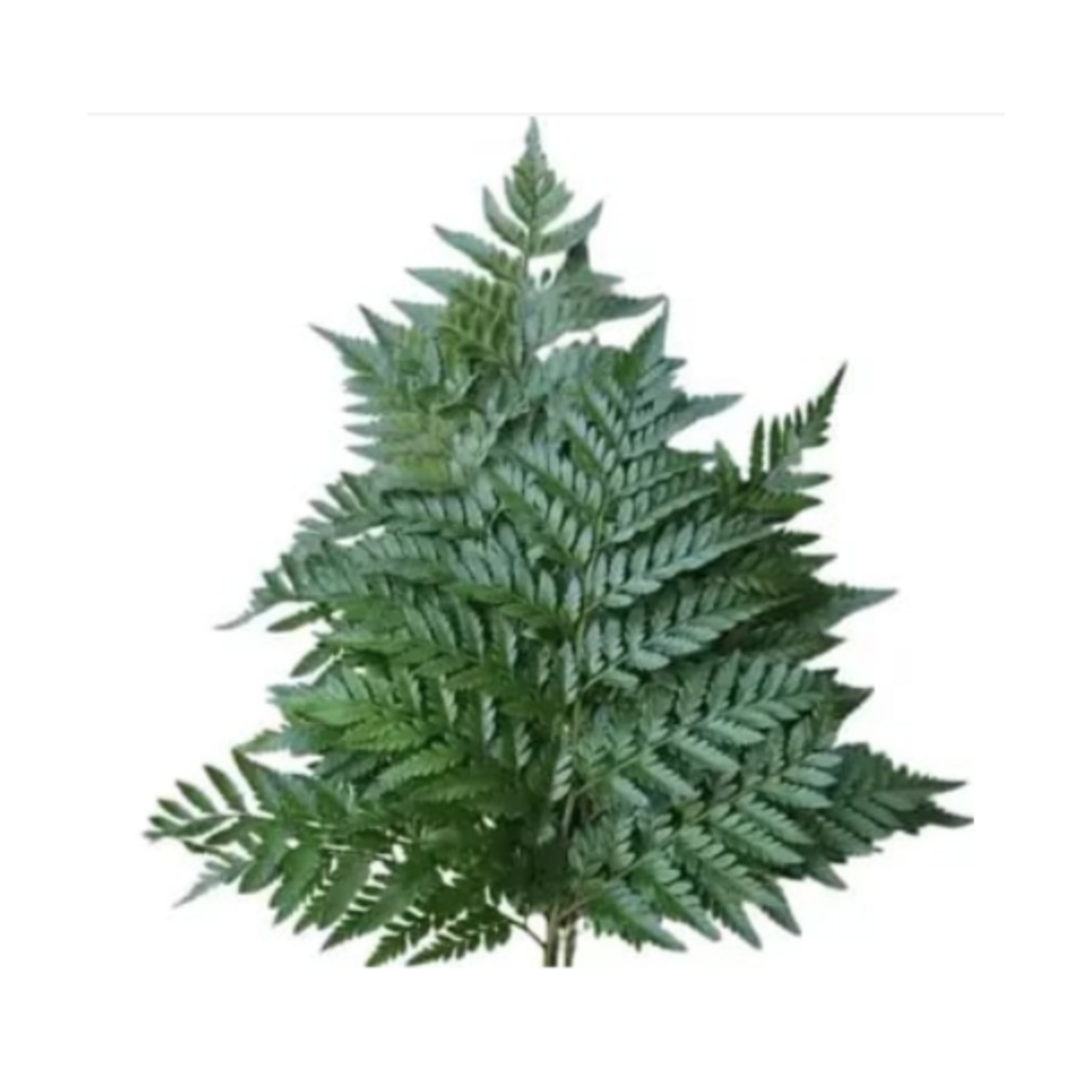 Leather ferns