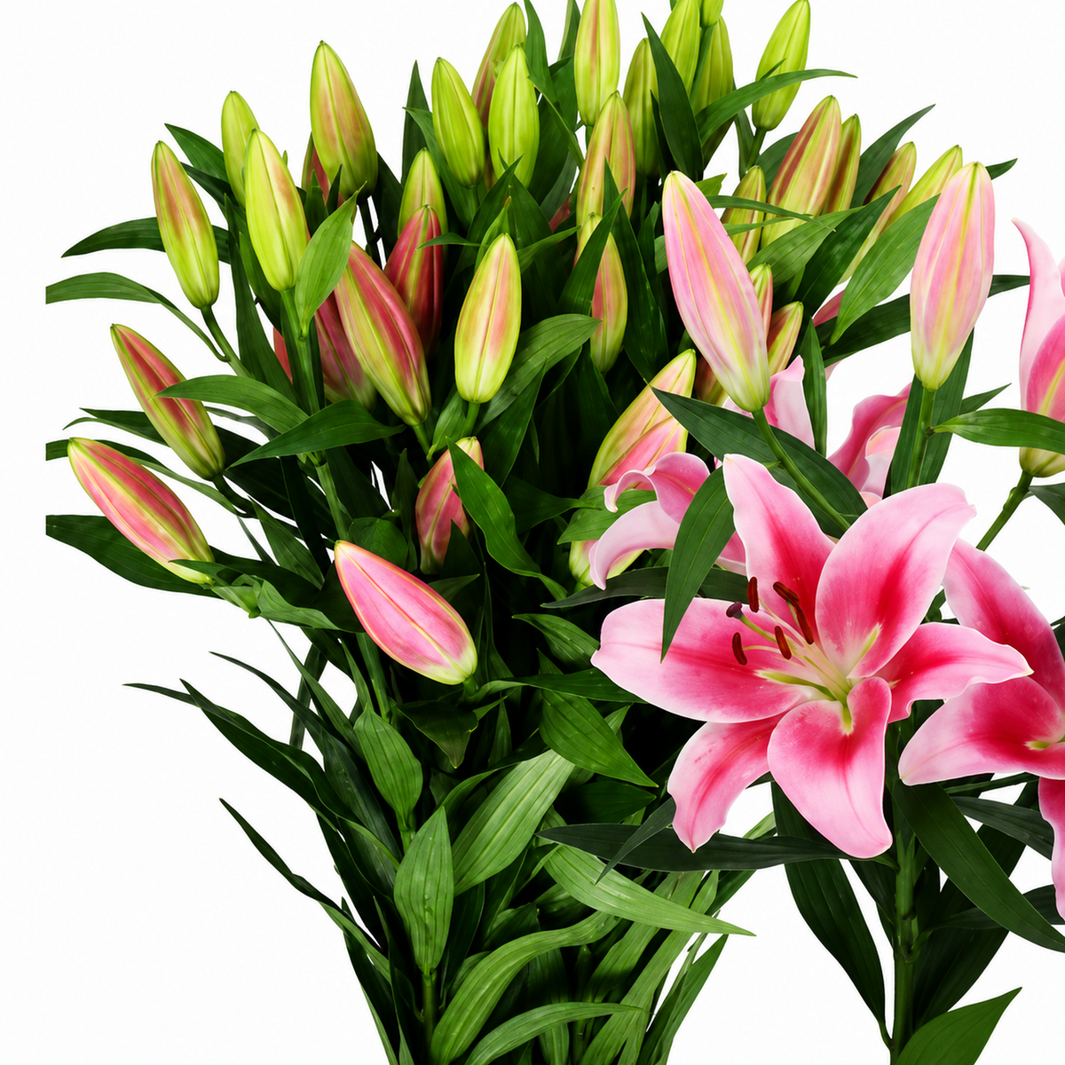 Lily Oriental Dalian
