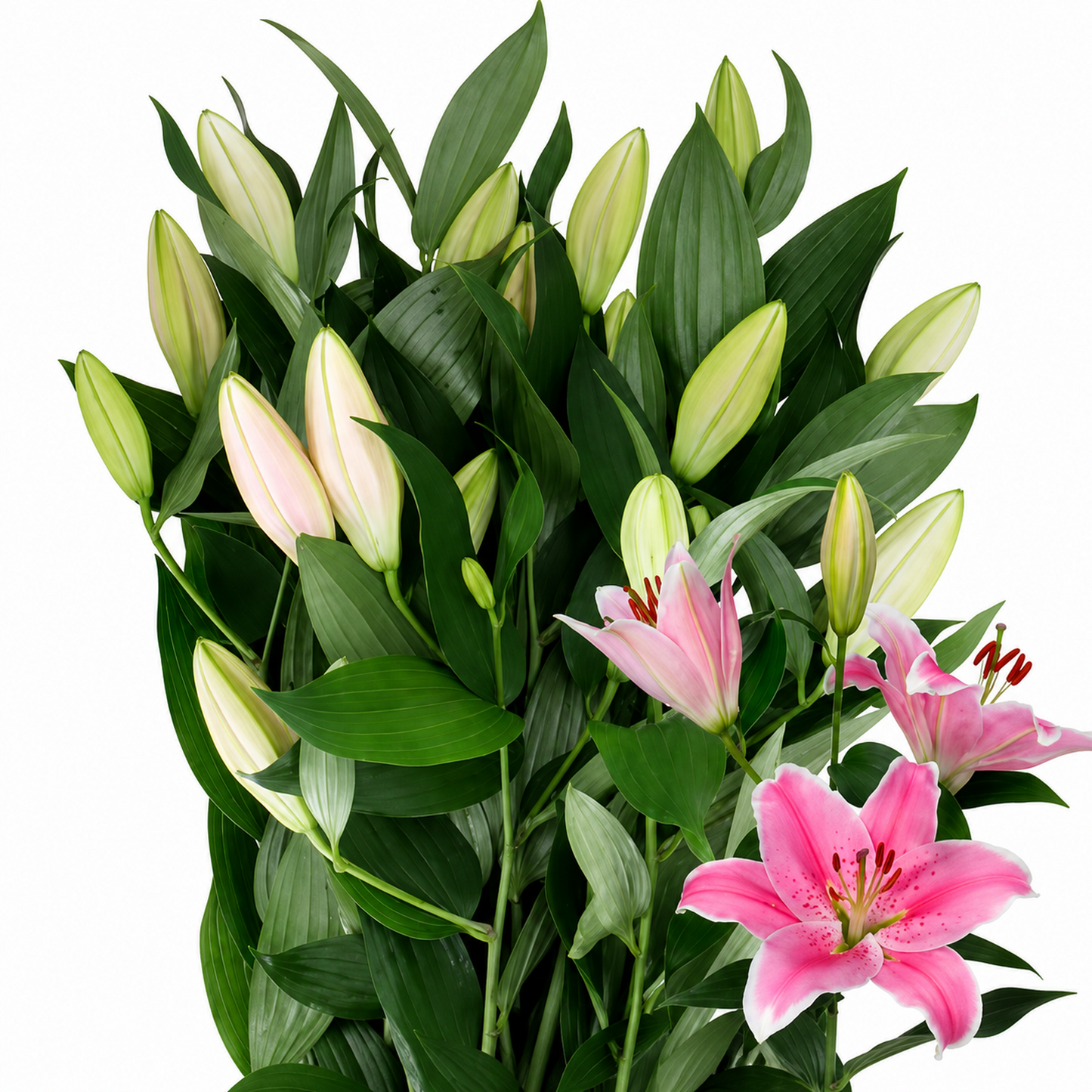 Lily Oriental Sorbonne