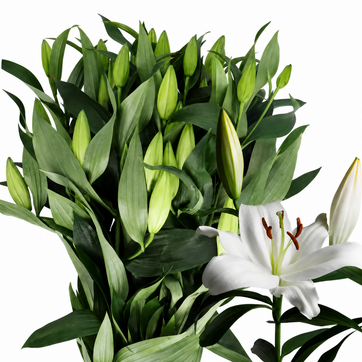 Lily Oriental Zambesi