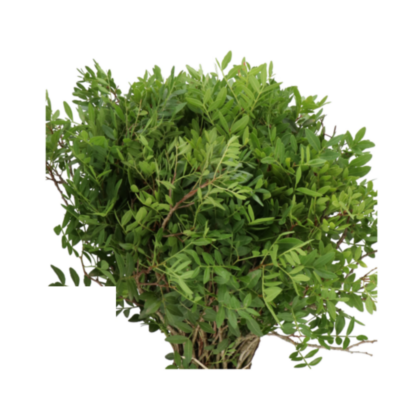 Pistacia Sp. (leaf)