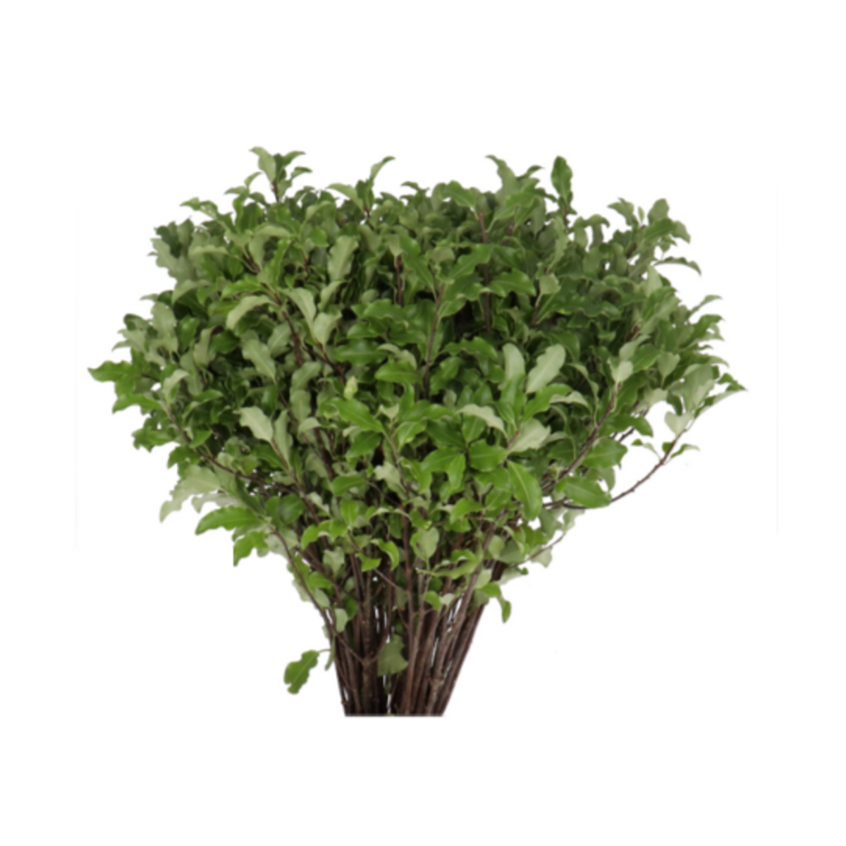 Pittosporum Tenuifolium