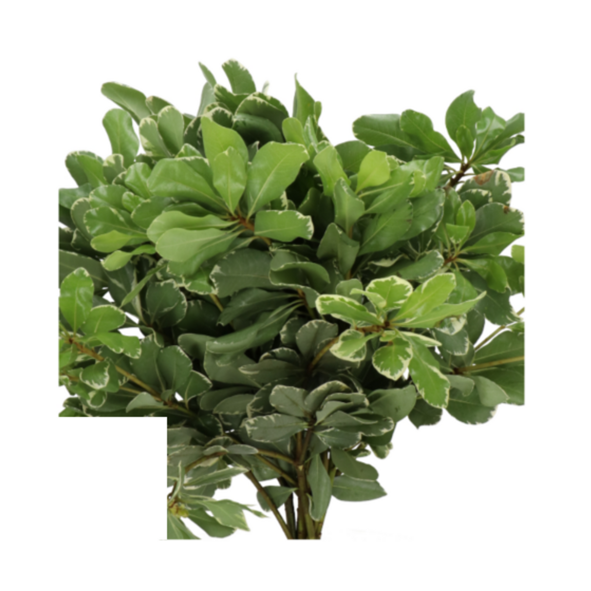 Pittosporum Tobira Ilan