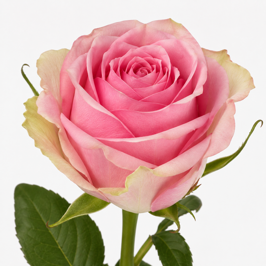 Rose Athena Royale