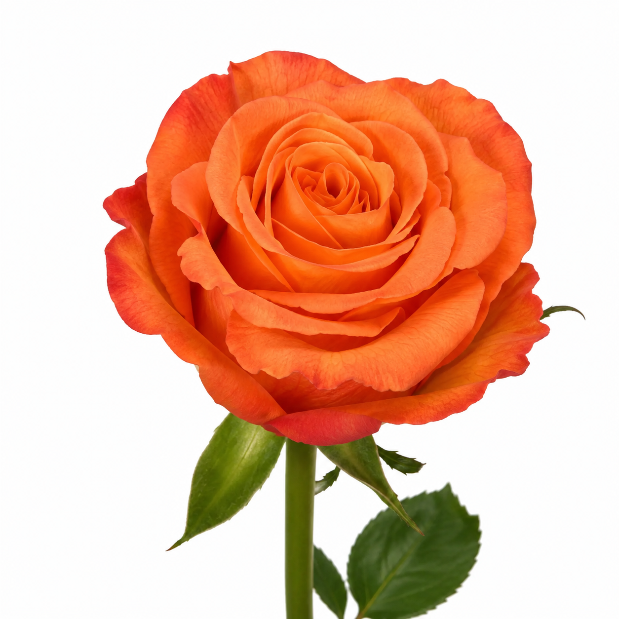 Rose Confidential