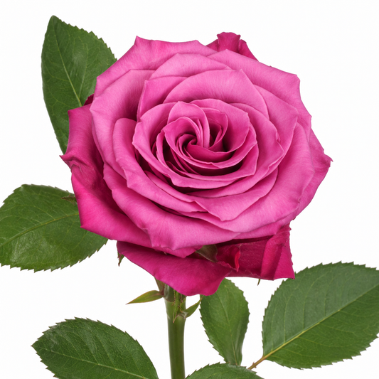 Rose Cool Blue