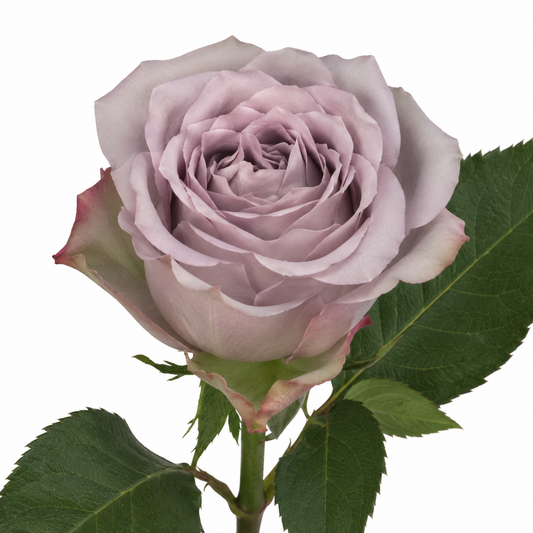 Rose Dancing Clouds