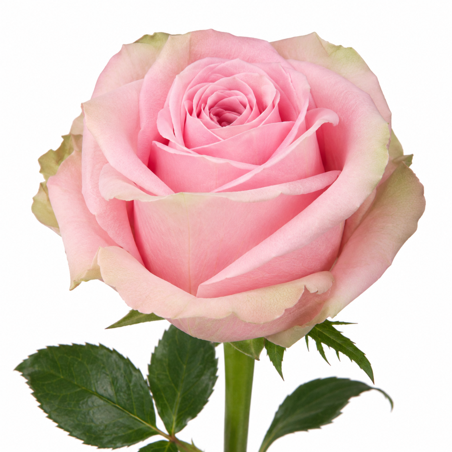 Rose Heidi