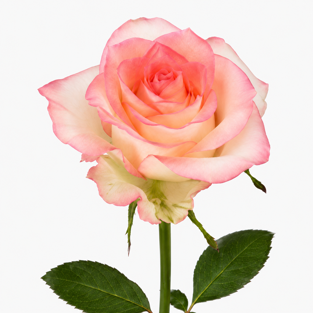 Rose Jumilia