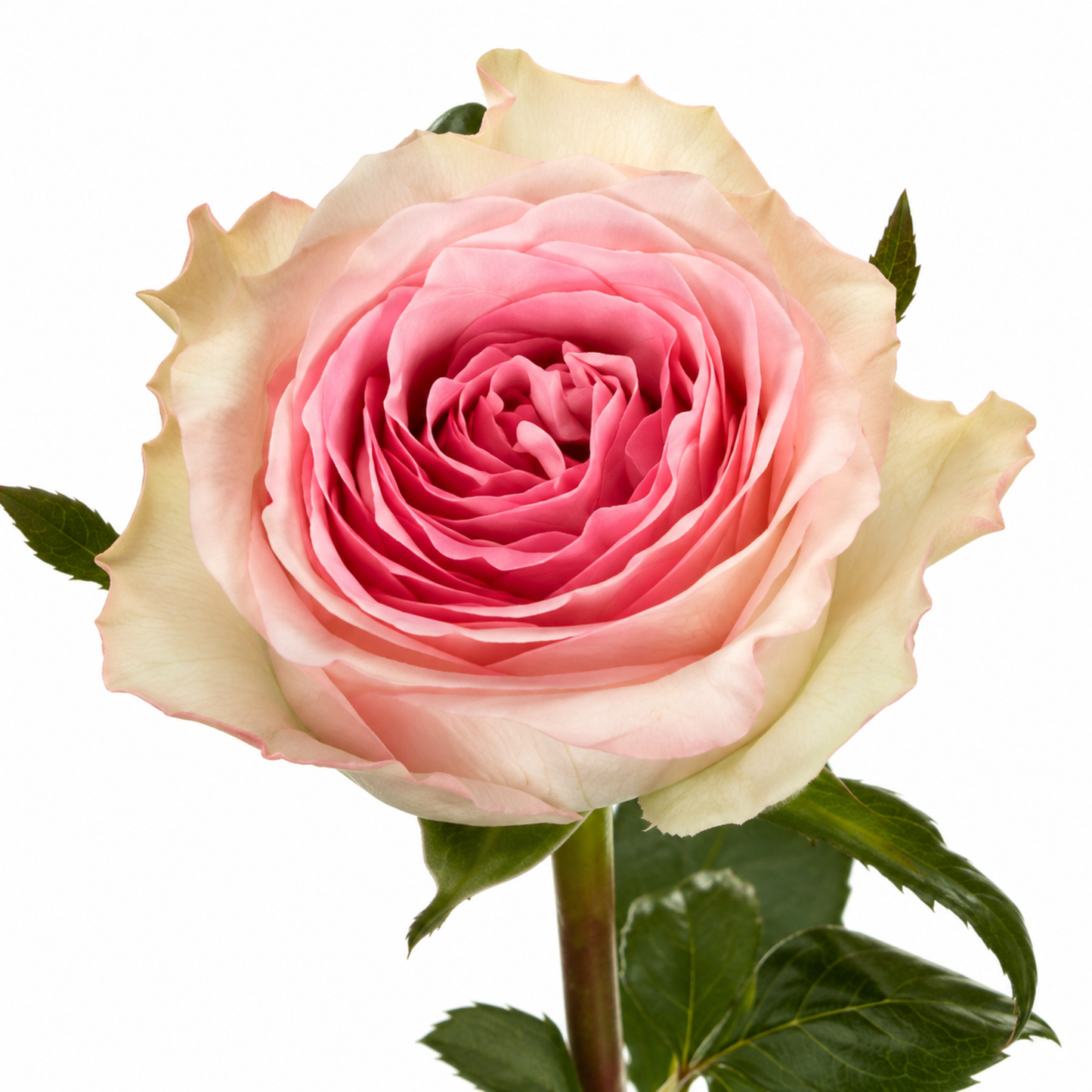 Rose Mandala