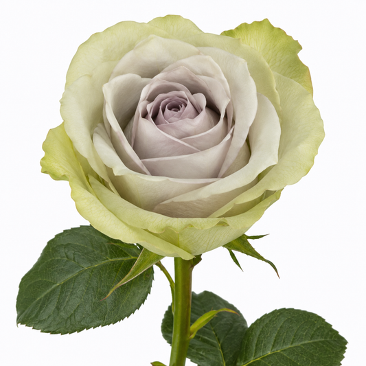 Rose Orleans Night