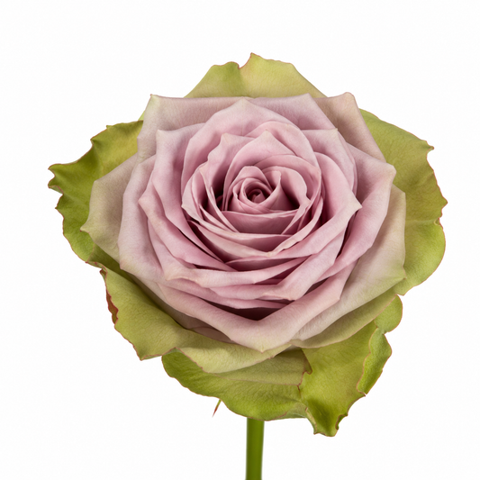 Rose Samantha s Bridal