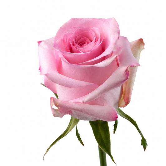 Rose Tacazzi