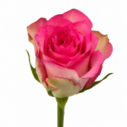 Rose Tapdance