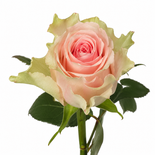 Rose Top Gear