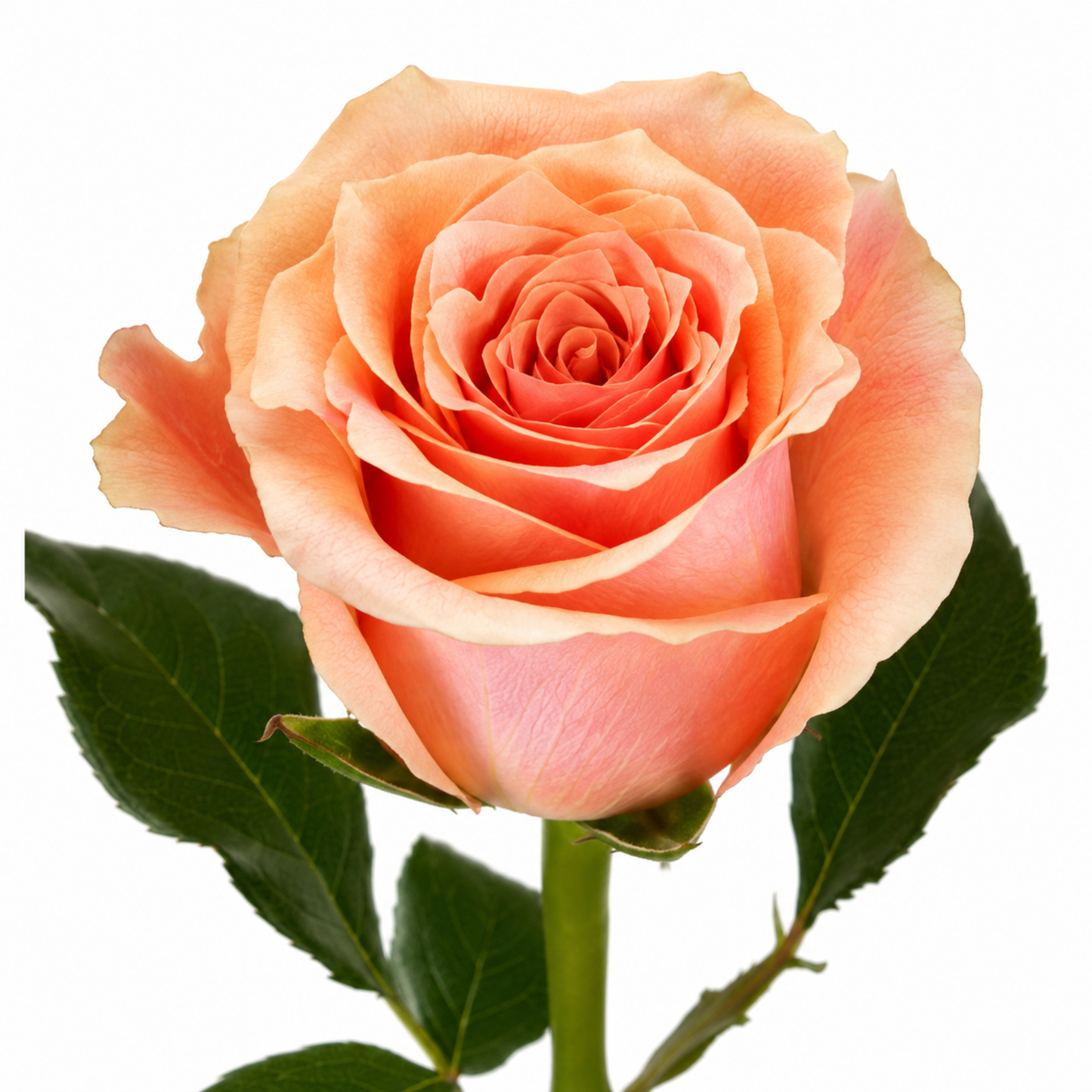Rose Verona
