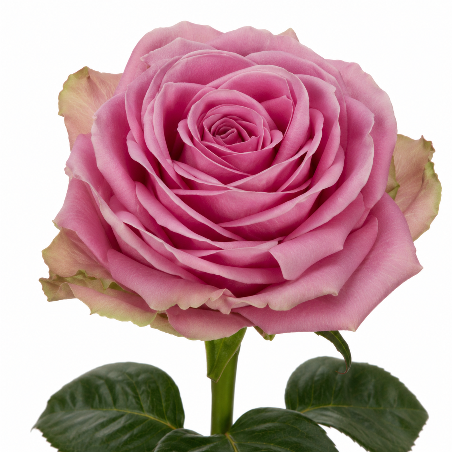 Rose Wham