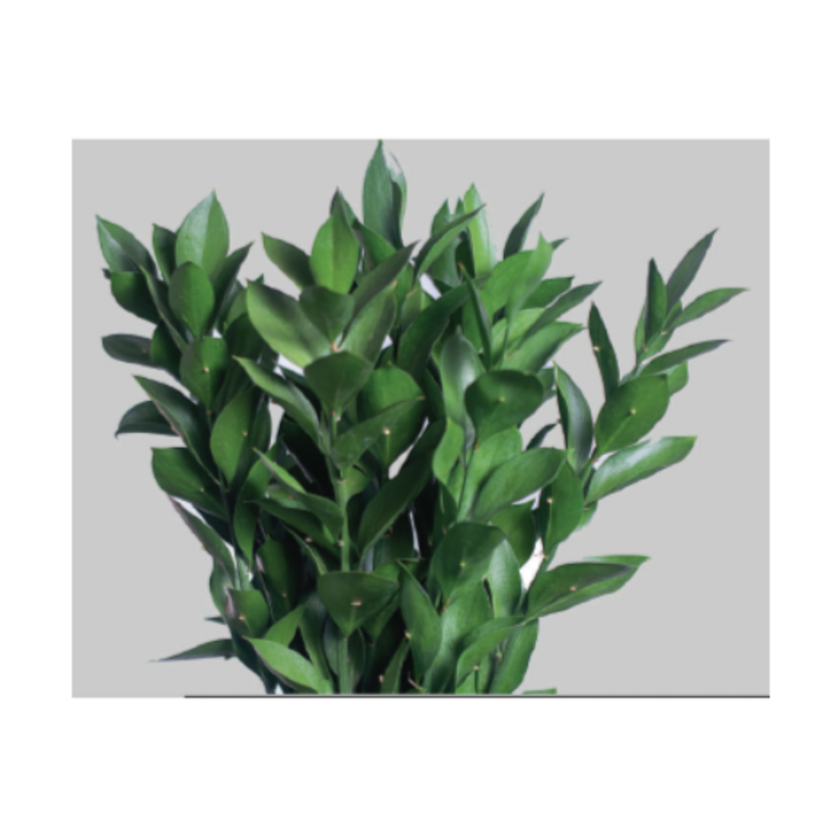 Ruscus