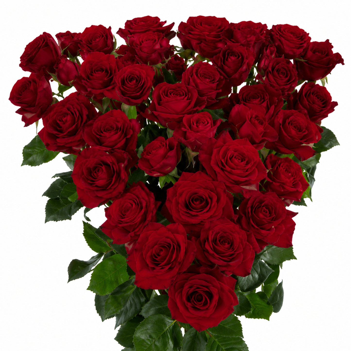 Spray Rose Domica