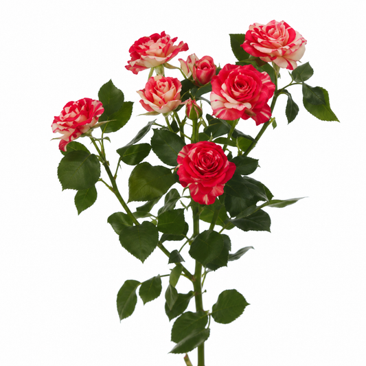 Spray Rose Fireworks