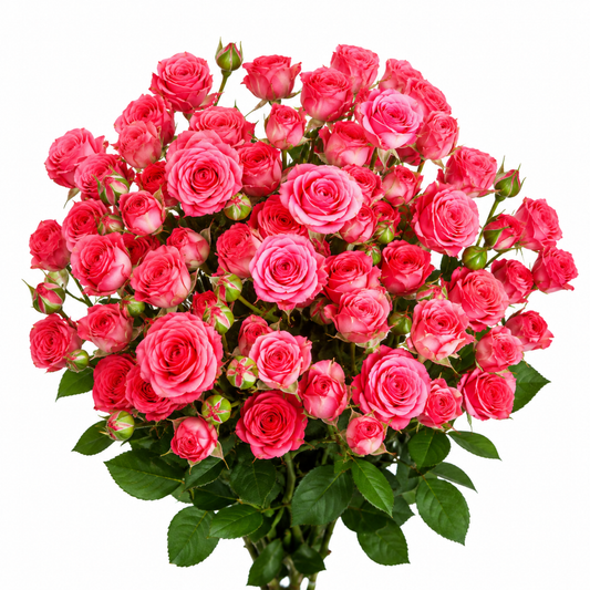 Spray Rose Jessy