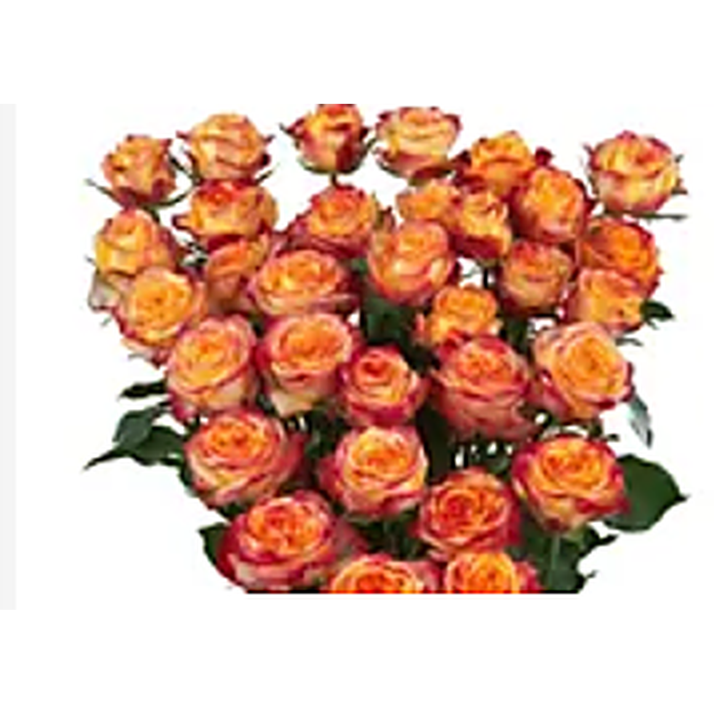 Spray Rose Land Of Fire