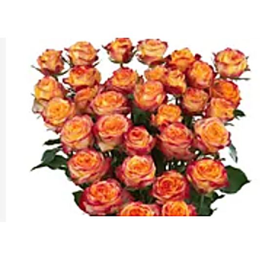 Spray Rose Land Of Fire