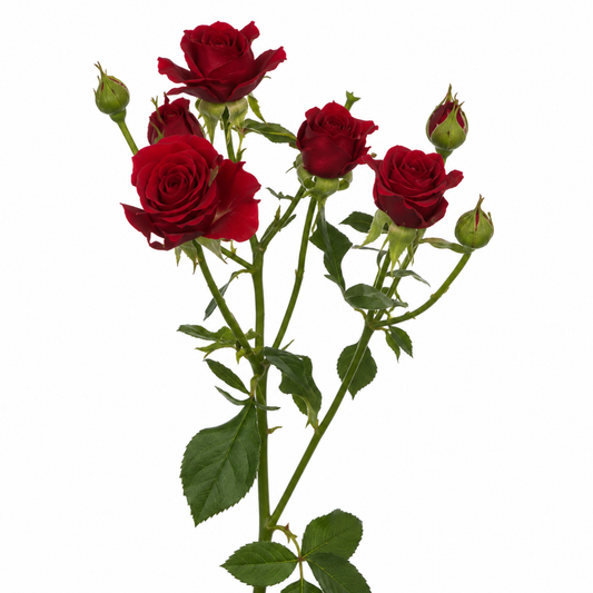 Spray Rose Mirabel