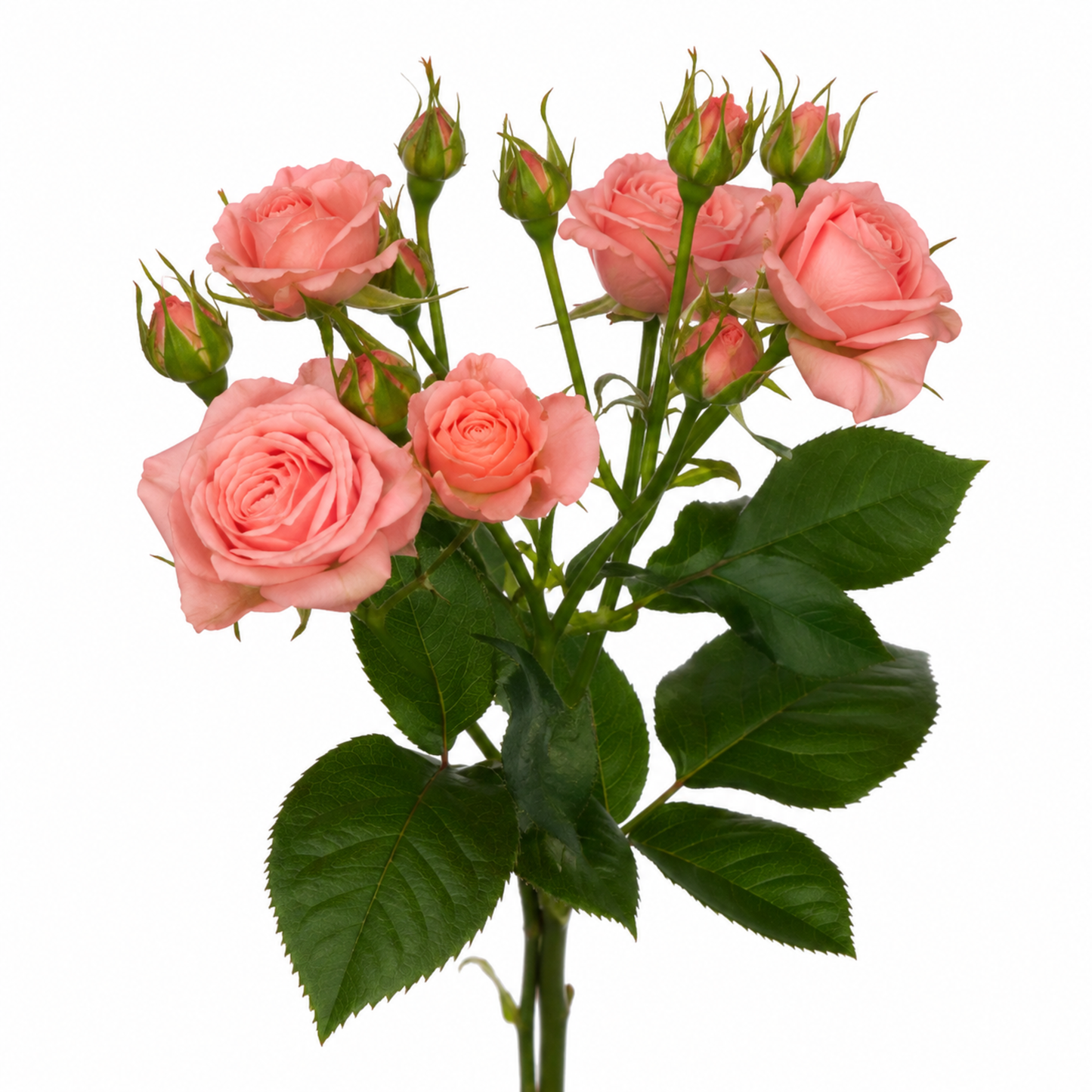Spray Rose Odilia