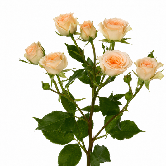 Spray Rose Rosanella