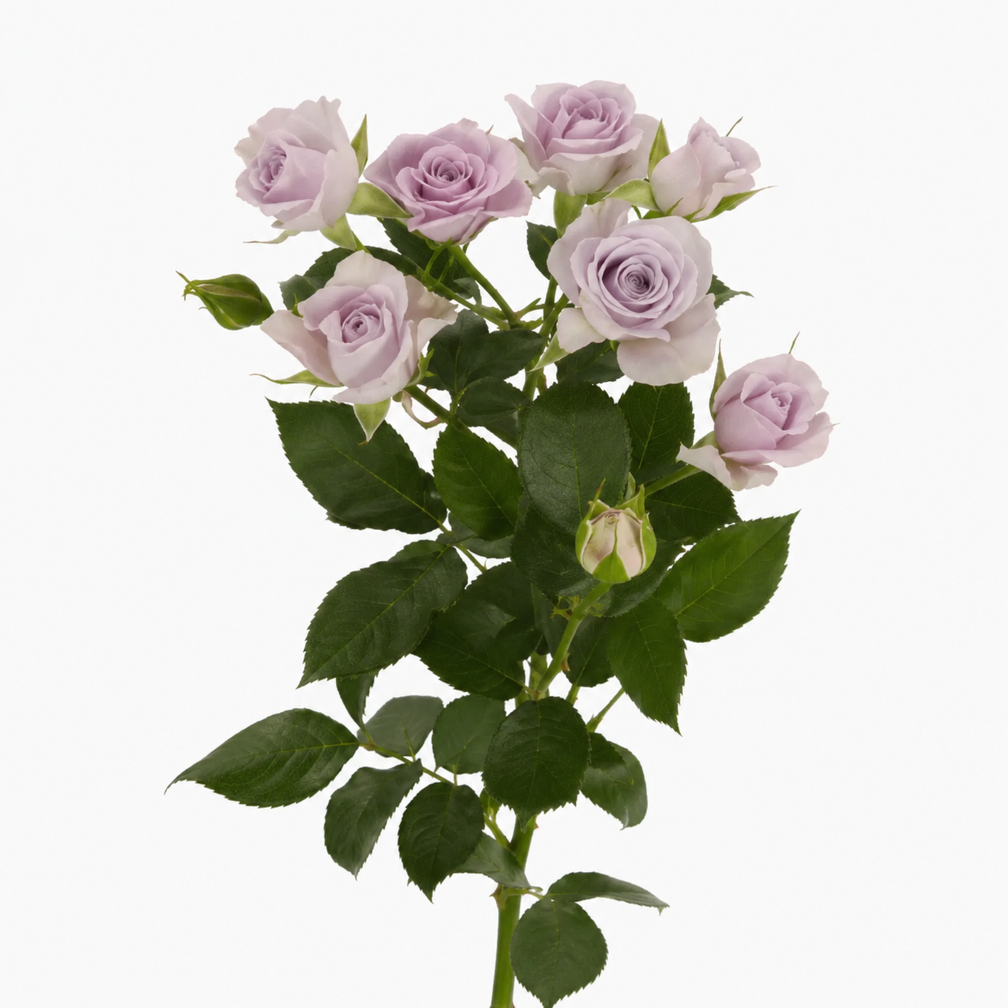 Spray Rose Silver Shadow